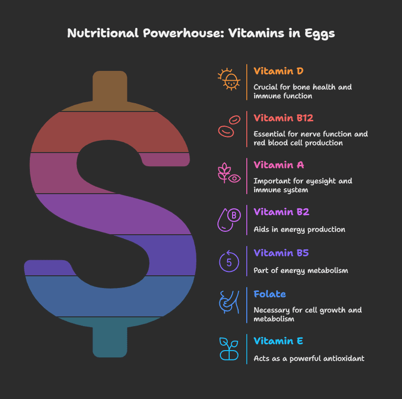 Eggs are an important source of many key vitamins
